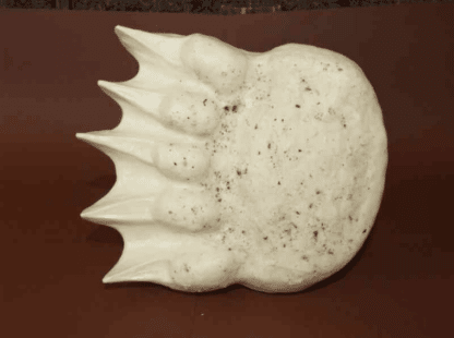 Braunbär Fährte (Vorderpfote)