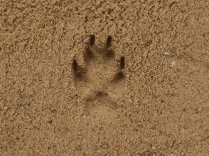 Fuchs Fährte – Bild 3