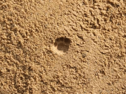 Wildkatzen Fährte – Bild 2